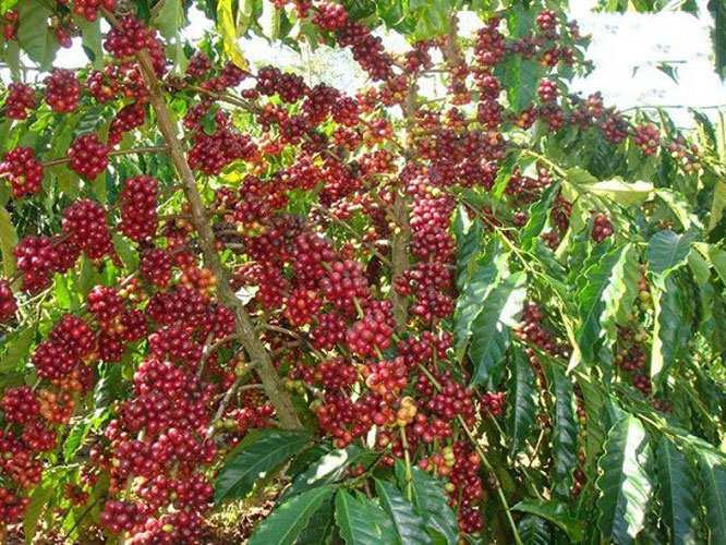 Hồ tiêu Phú Quốc Hồ tiêu Phú Quốc