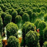 Vườn tiêu Phú Quốc