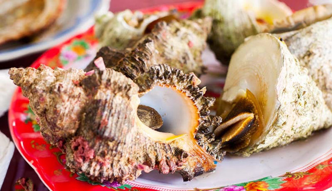 ốc gai Phú Quốc ốc gai Phú Quốc