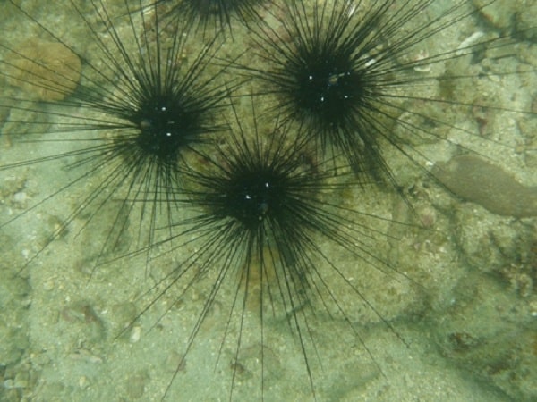 Nhum biển thường quần tụ ở những nơi có nhiều rạn san hô, đá ngầm và hang hốc 