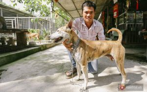 Thăm trang trại chó quý Phú Quốc ở thủ đô khiến nhiều người chết mê.