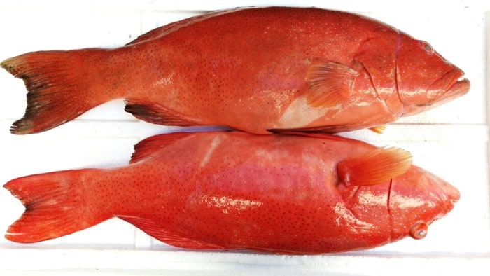 Cá mú đỏ - tinh hoa hải sản biển